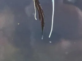Angelfish torn fins and protruding strings