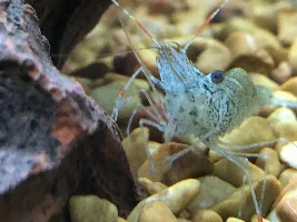 Ghost Shrimp Killing Guppy?