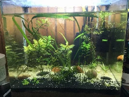 Micro planted tank