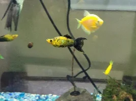 Returned from vacation, 2 aquairum fish dea and 1 sick.