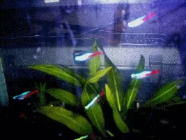Pics of 20 gal