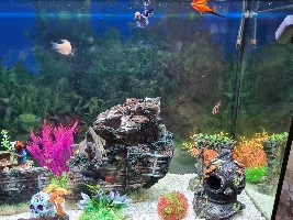 Tropical tank help!