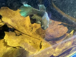 Does this betta have pop eye?