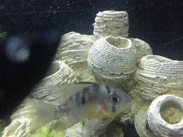 Need help indentifying gender of rams