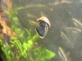 Batman snails… Neritina auriculata… got a few of these on my last order… anyone tried them yet???