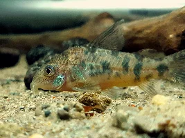 Cories, lots of cories.