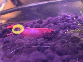 Young betta with columnaris??