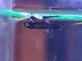 Small baby platy being picked on