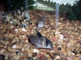 New fish pics!