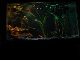 10 gallon