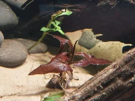 Planted 40g Aquarium Journal