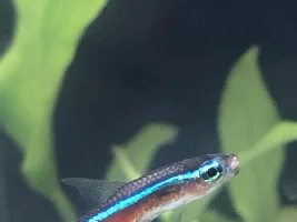 Cardinal Tetra got a while little lump