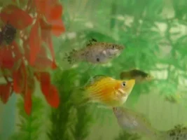 Static Mollies...