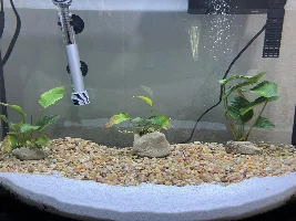 White fuzzy growth on Anubis plants