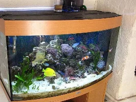 My Tanks