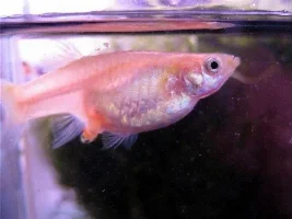 Female Guppies Never Have Babies