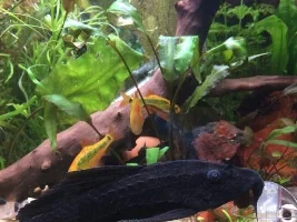 Leaking Tank Leads To New Beginnings