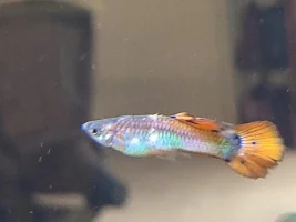 Fish Ick or Hypochondriac Fish Dad? Help, my guppies are dropping like flies!