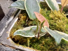 hoya hoya hoya