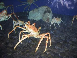 My trip to the aquarium of the pacific
