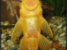 My Goldie !!
