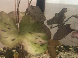 I need help and advice about my new neon tetra tank!