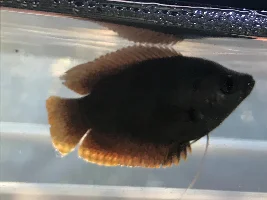 Urgent help on my dwarf gourami