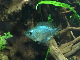 New dwarf gourami pair, do I have two males?