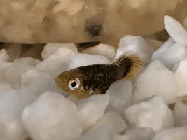 Internal Parasites? Help please.