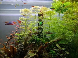 What type of Betta is this?