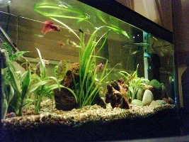 my tanks