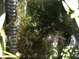 55g Himalayan Foothills Paludarium