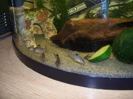 Which Corys Do You Have?