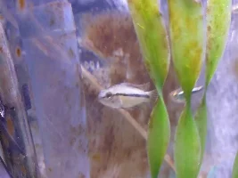 Apistogramma Trifasciata gender discrepancy issues