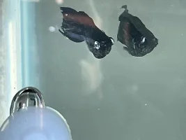 What Kinds of Tropical Fish are These?