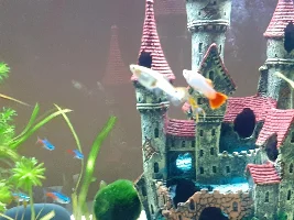Help new babies !t