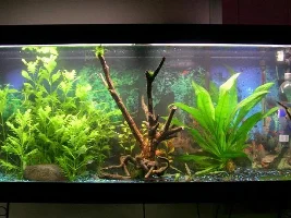 55 Gallon Planted Tank "trimmed Madness"