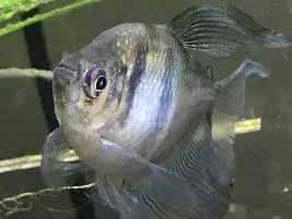 Sick Fish...What should I do??