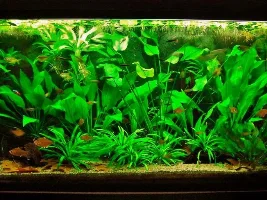Why Are My Plants Suffering?!