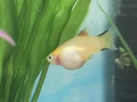 Platy pregnant or sick?