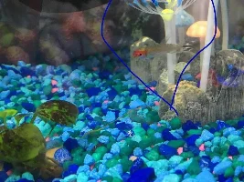 Vote Now - December 2021 Fish of the Month Contest (any fish)