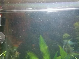 Did Algaefix Kill My Silver Flying Foxes?
