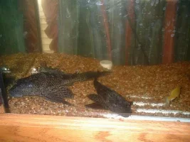 here is my pleco