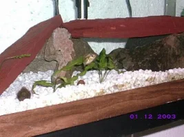 the 55 gal. in my living room