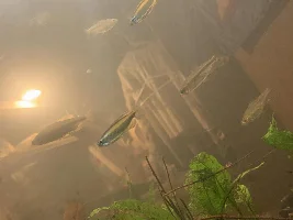 Regional tanks… what can go in with Congo tetras