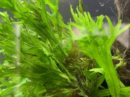 What is this ?
