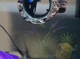 Snail attached to my betta