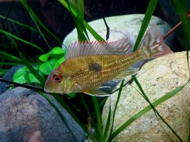 Geophagus Id
