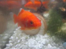 Goldfish and rosy red minnow photo dump!