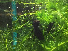New 5 gallon hexagon tank started cycling for a Betta fish